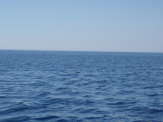 image005