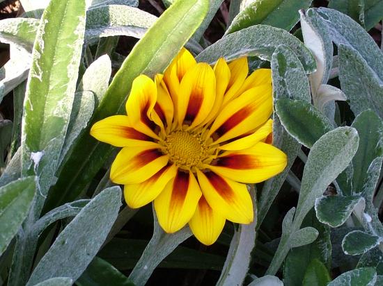 image018