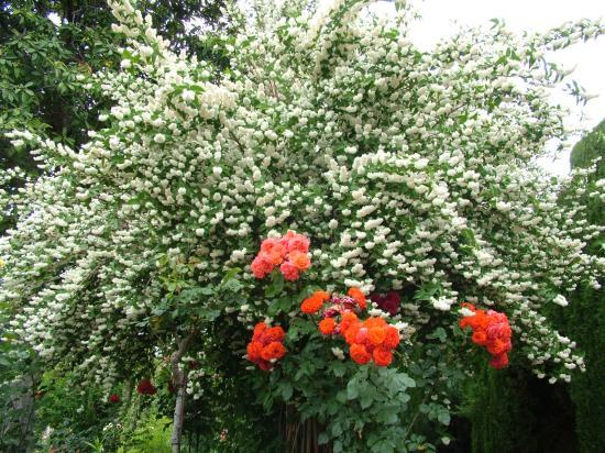 image038