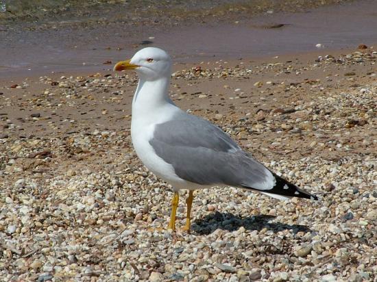 image038