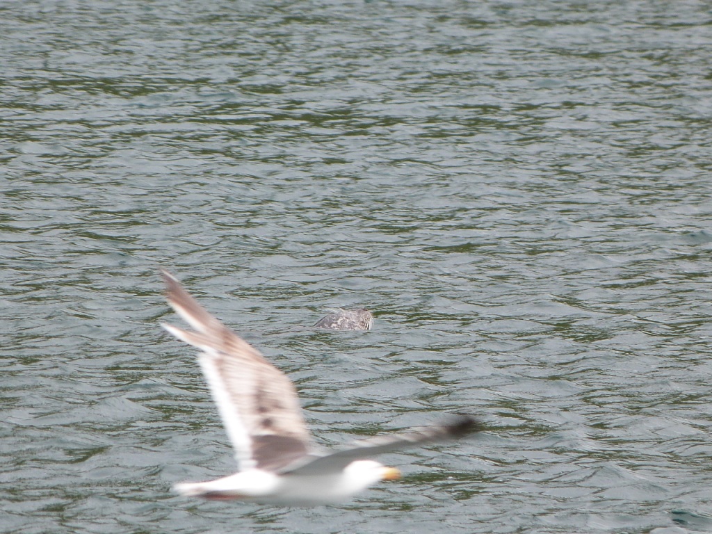 P1110066