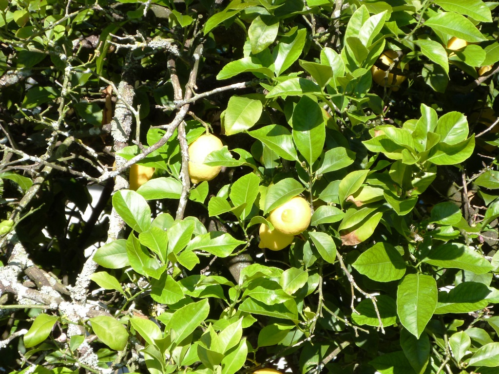 P1130634
