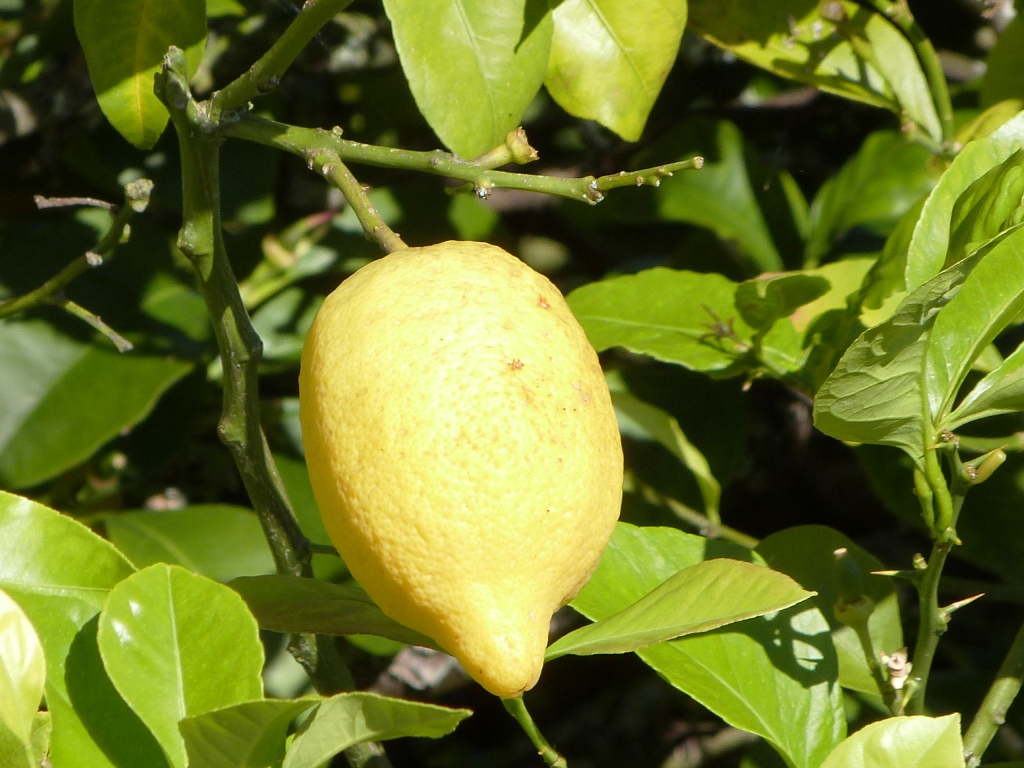 P1130635