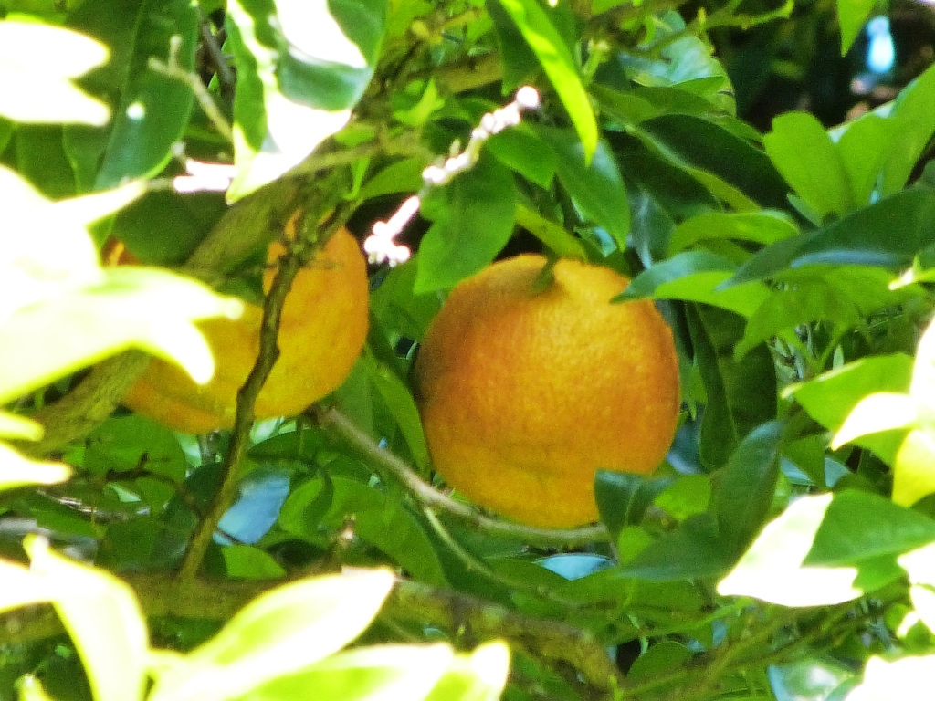 P1130750