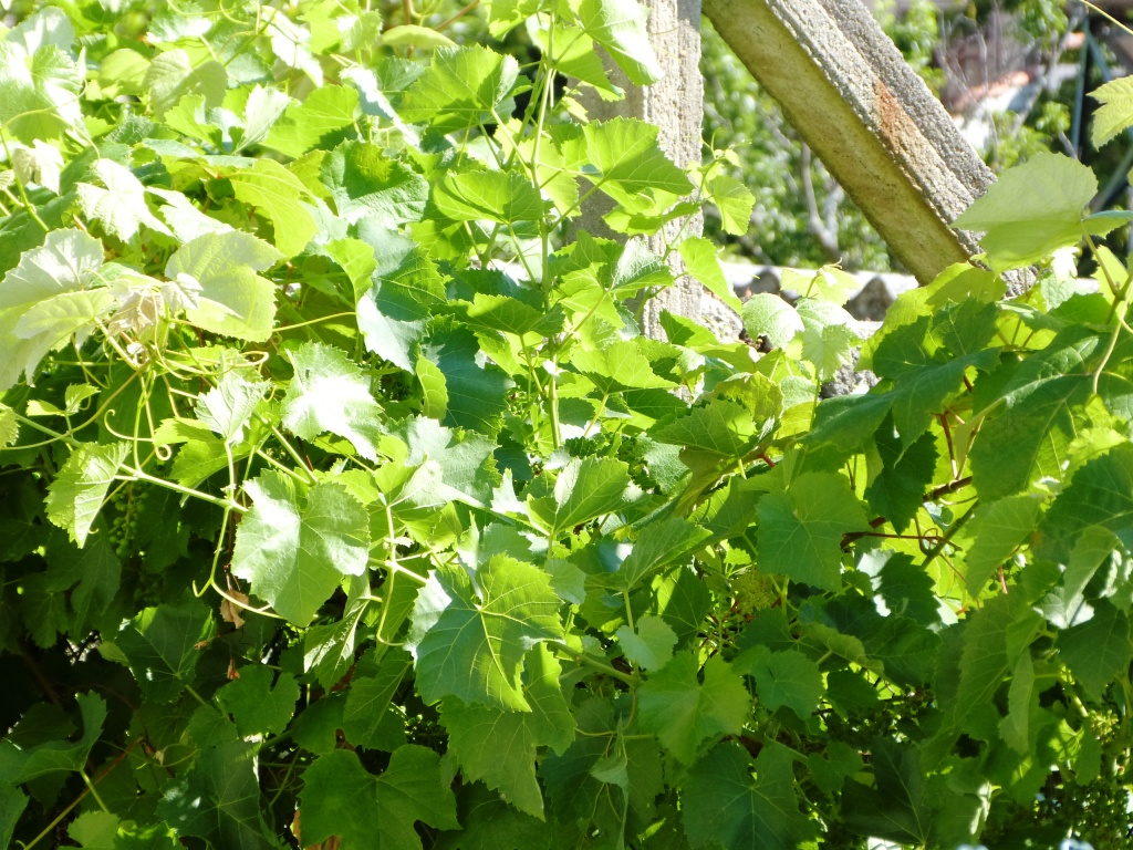 P1130931