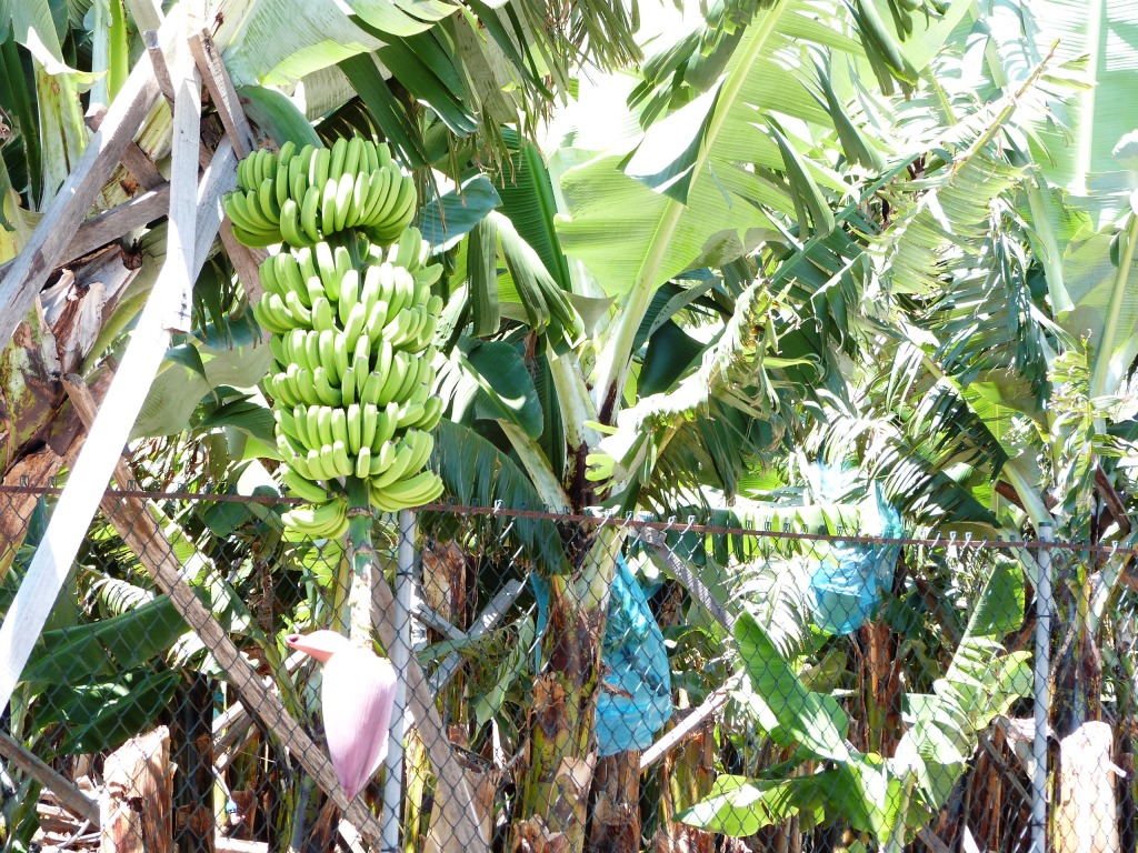 P1160538