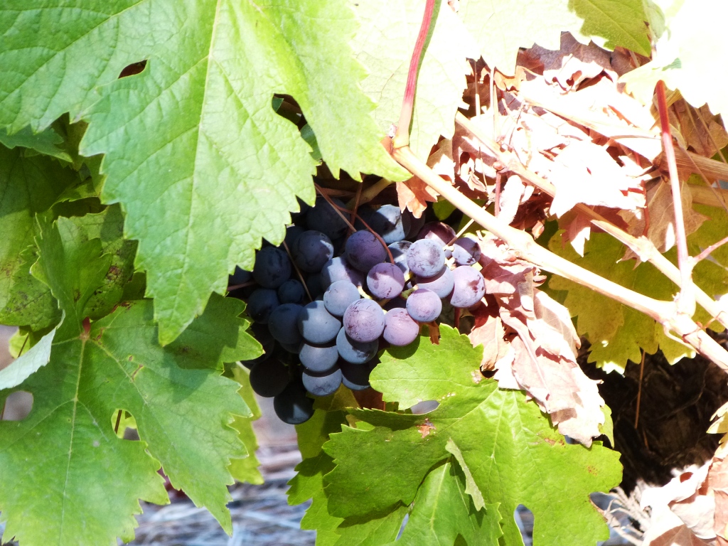 P1170856