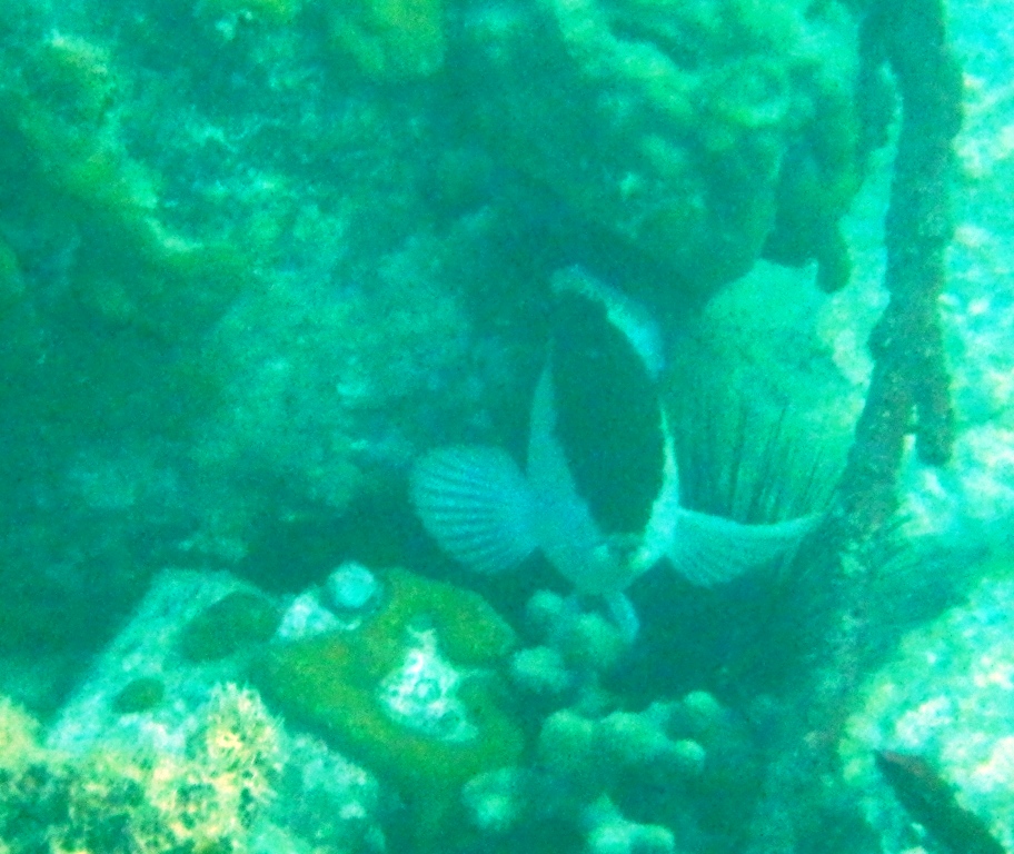 RIMG0229