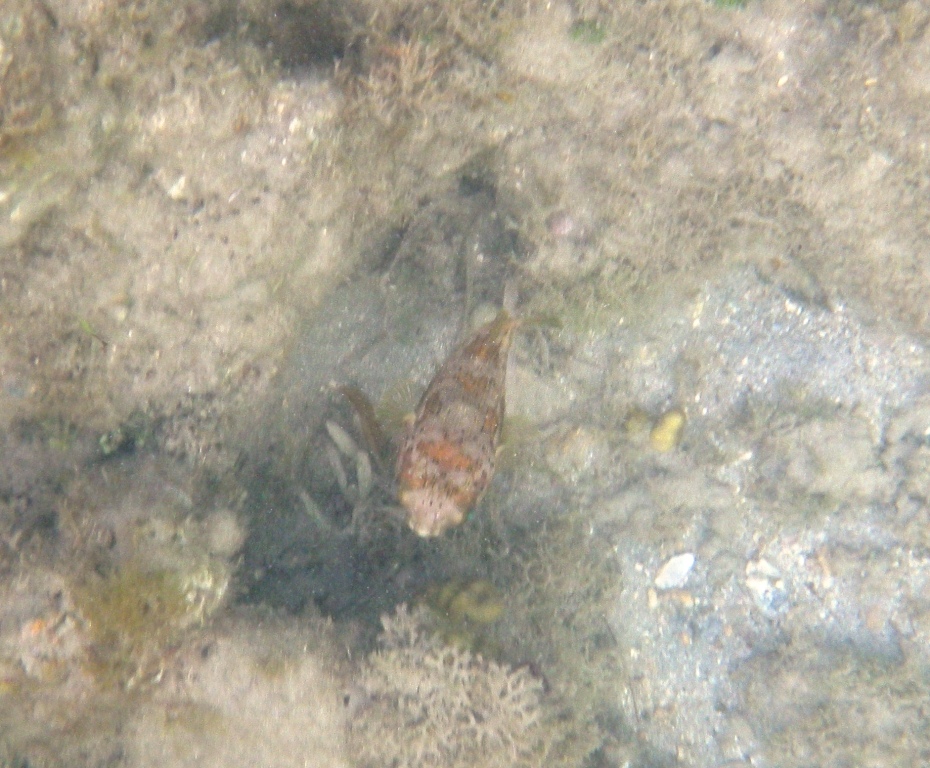 RIMG0451