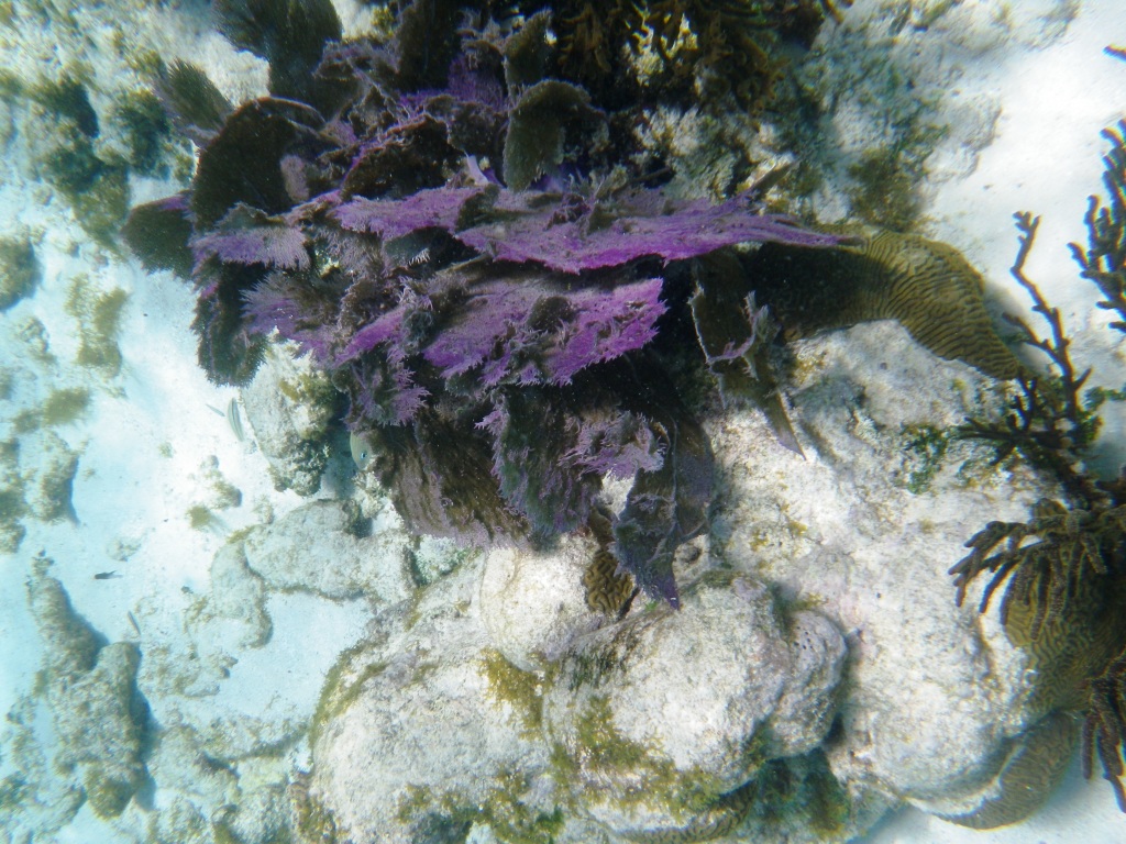 RIMG0706