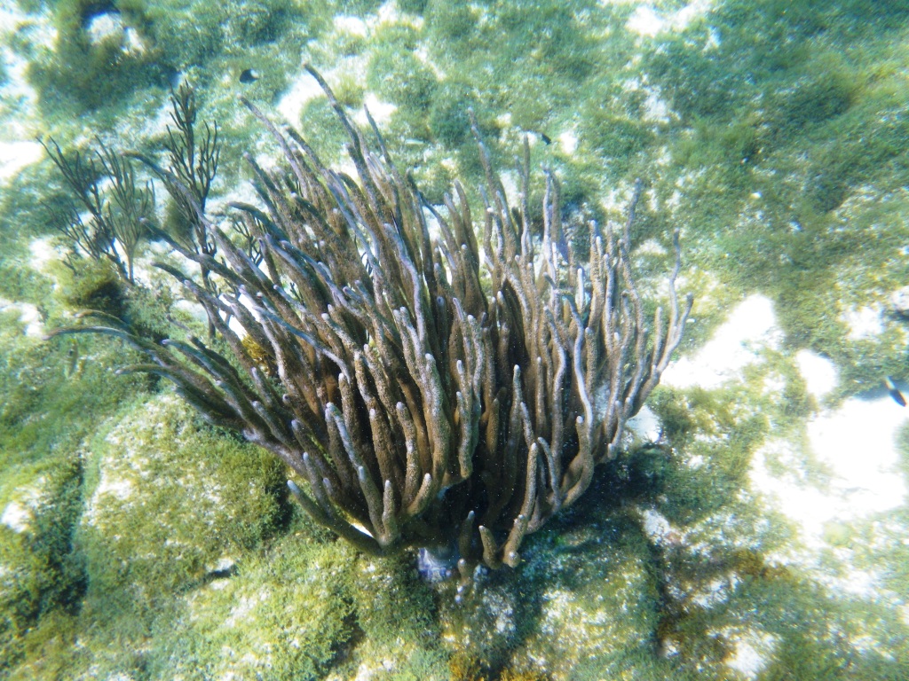 RIMG0710