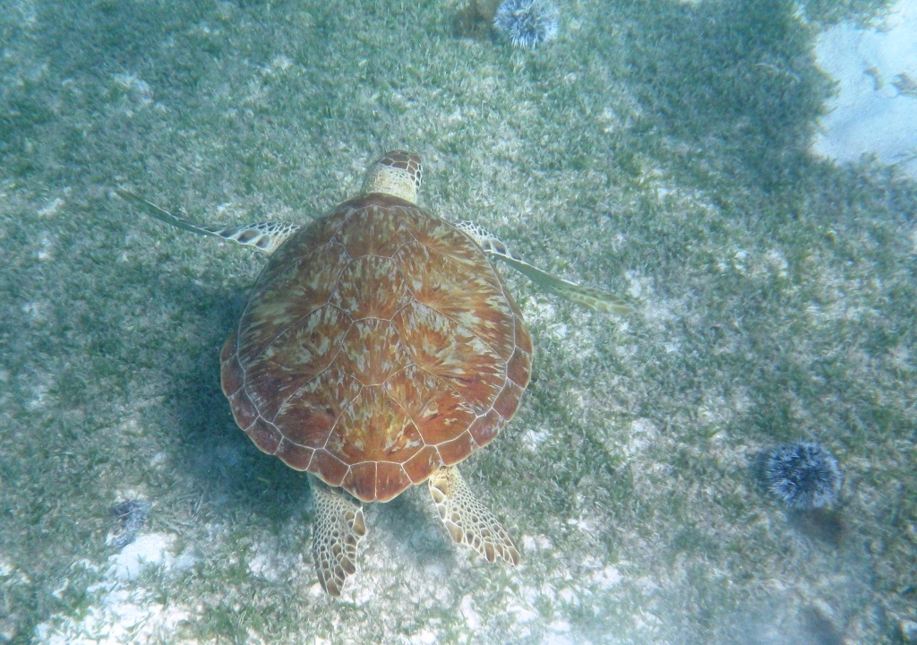 RIMG0772