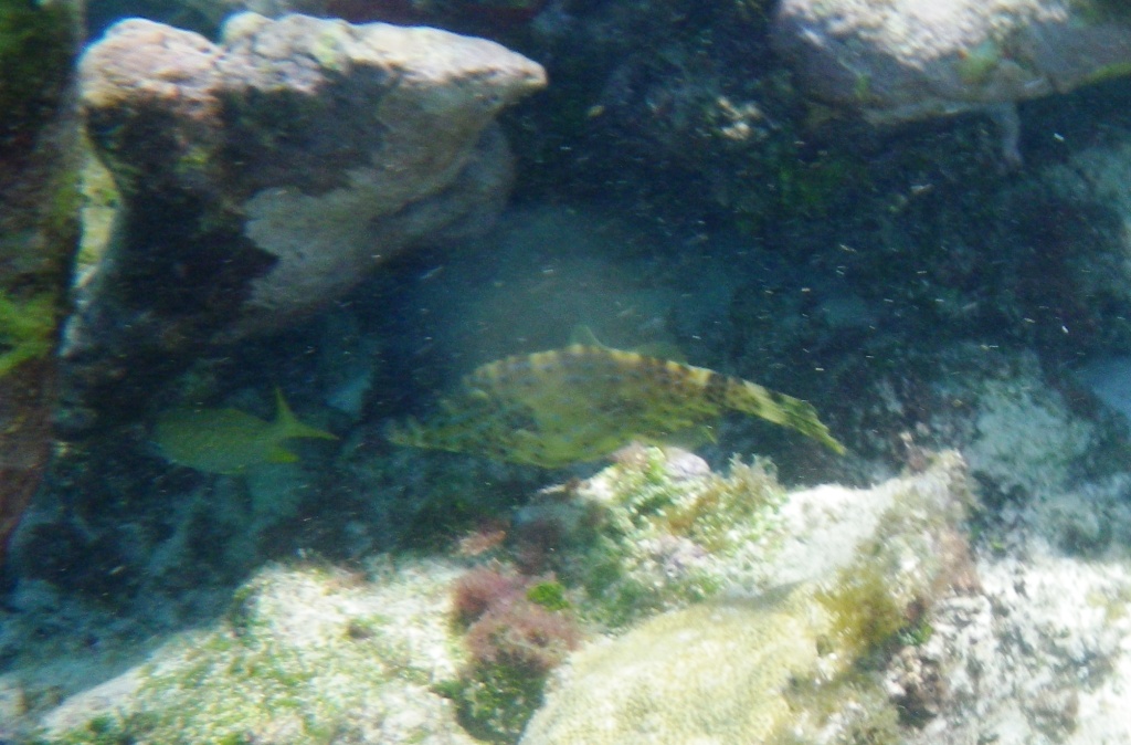 RIMG0841