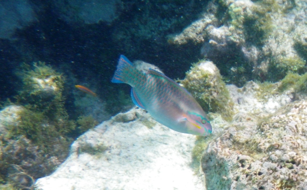 RIMG0936