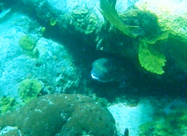 RIMG1022