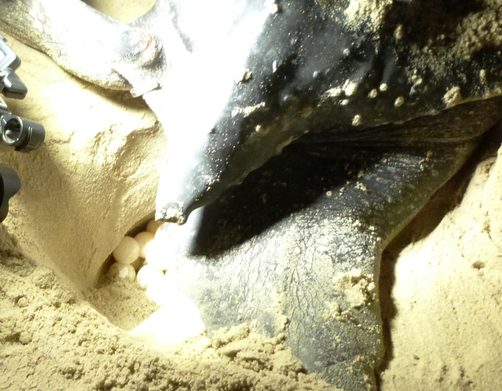 P1210523