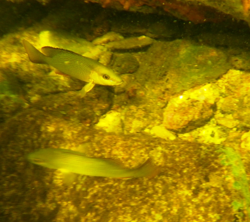 RIMG1116
