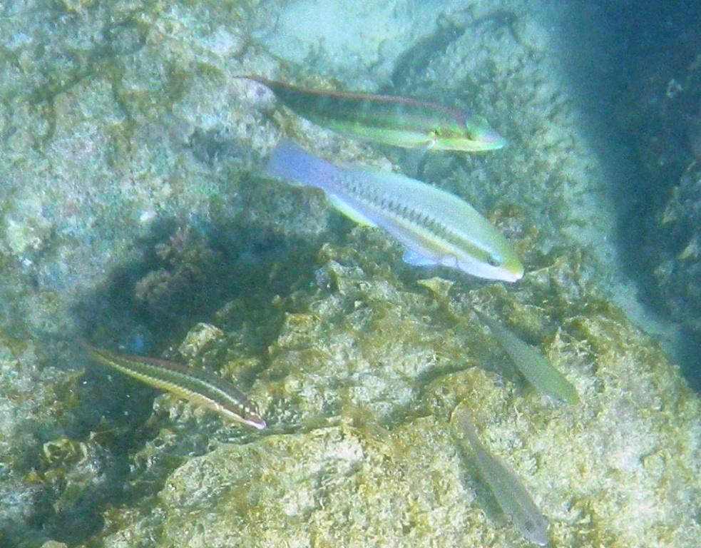 RIMG1545
