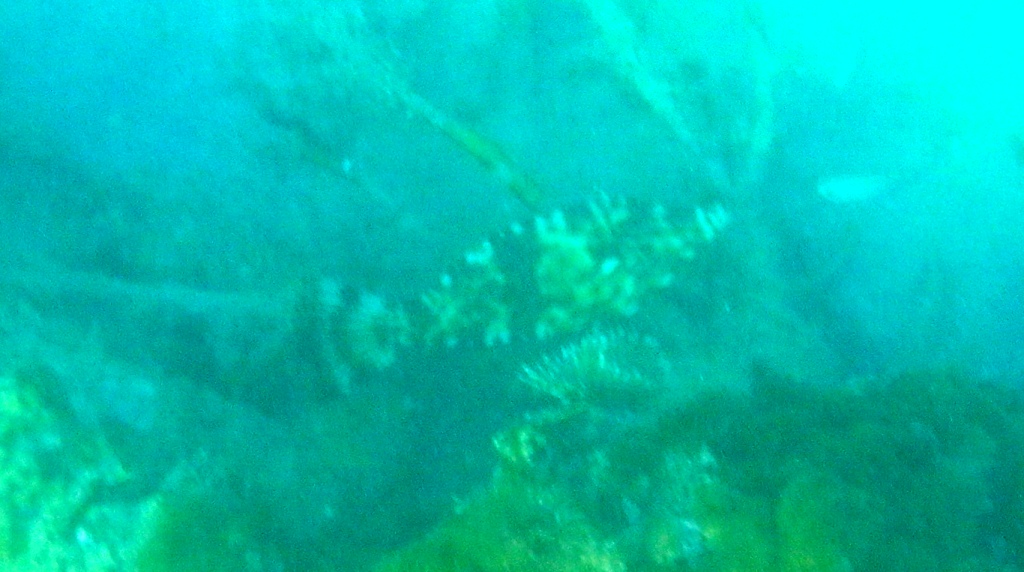 RIMG1874