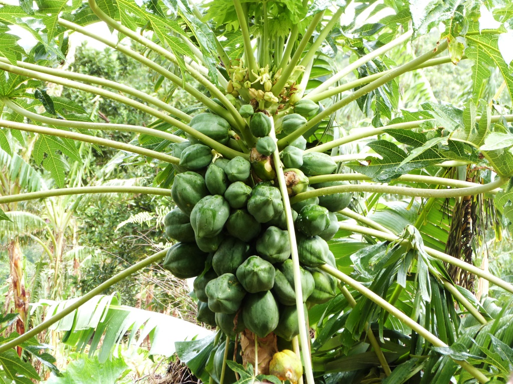 P1230801