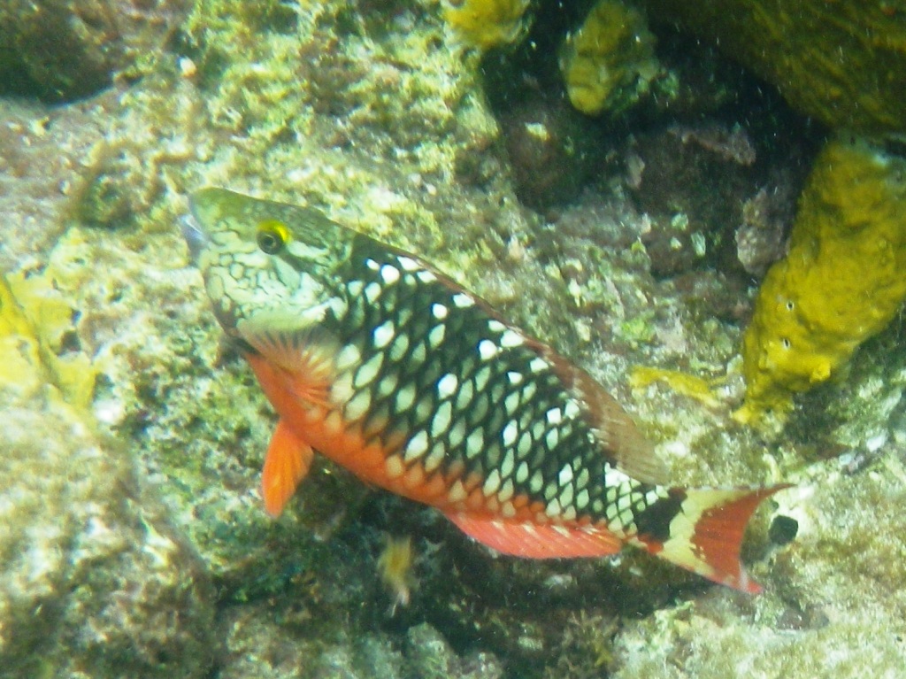 RIMG2278