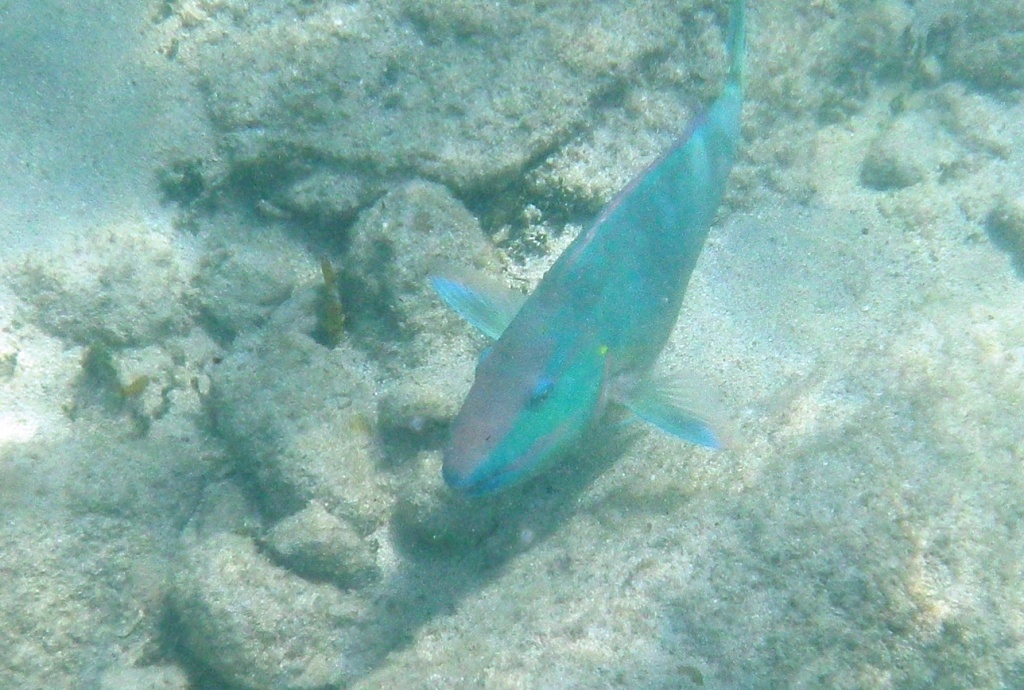 RIMG2295