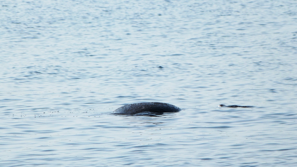 P1270590