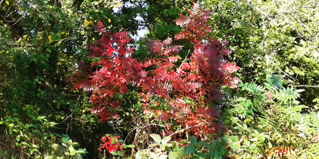 20161017_094701