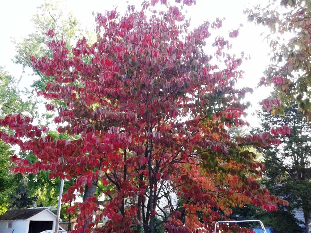 20161020_090635