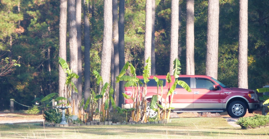 p1290535